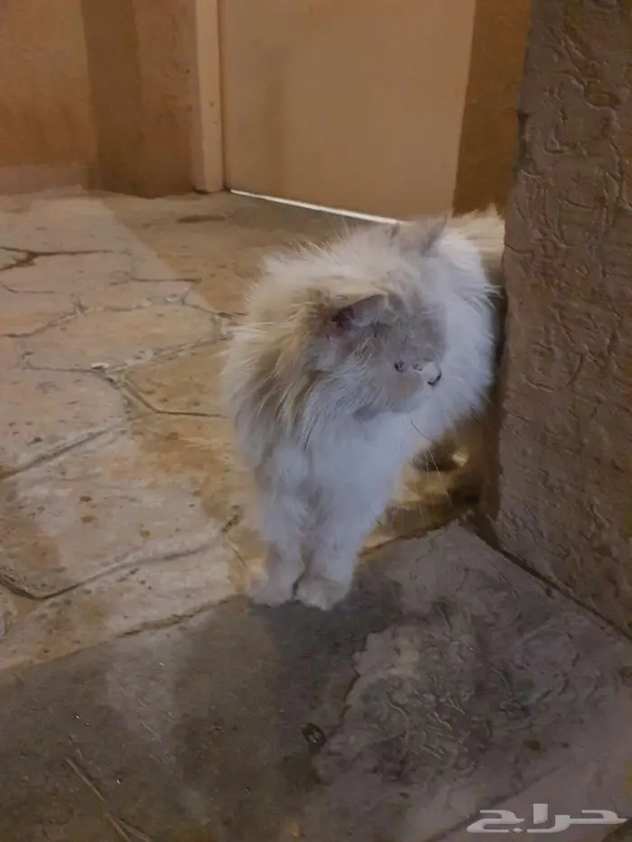 قطط للتبني مجانا في منتزه الملك عبدالله 1