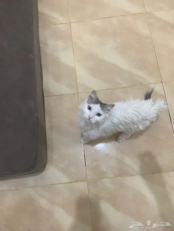 بسه للتبني 1