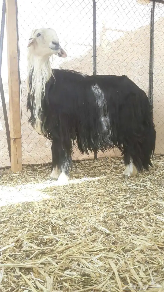 طلي فحل نجدي صنف تم البيع 1
