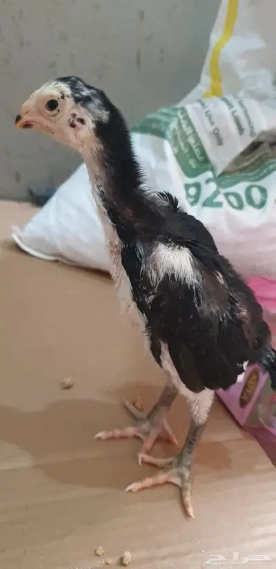 فروخ شامو من نسل زلزال 1