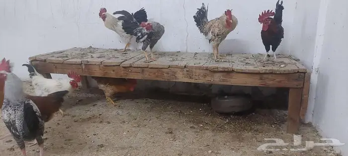 ديوك للبيع 1