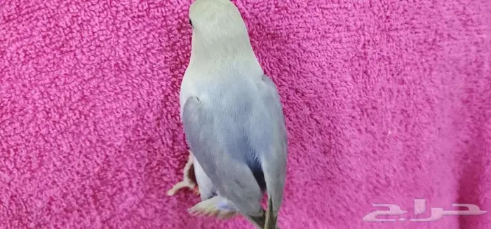 ببغاء روز اليف مناسب للاطفال 3
