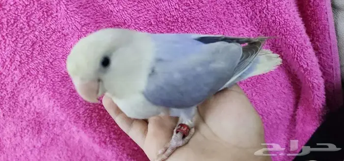ببغاء روز اليف مناسب للاطفال 4