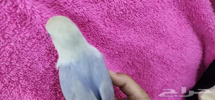 ببغاء روز اليف مناسب للاطفال 2