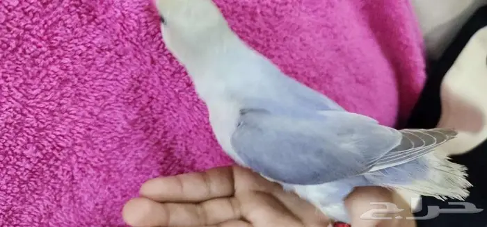 ببغاء روز اليف مناسب للاطفال 1