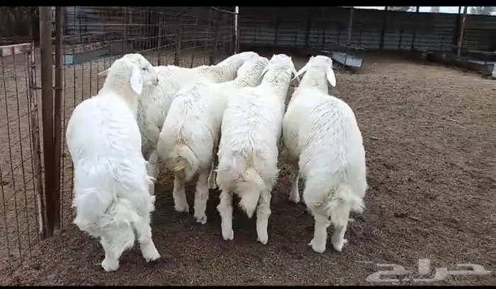 ذبايح جزلة في البدايع 2