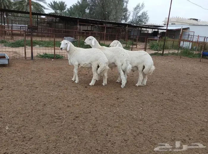 ذبايح جزلة في البدايع 6