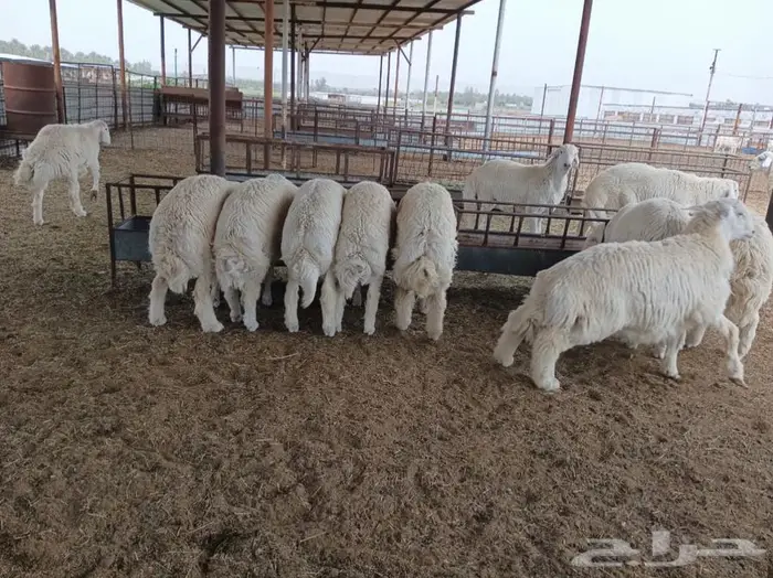 ذبايح جزلة في البدايع 5