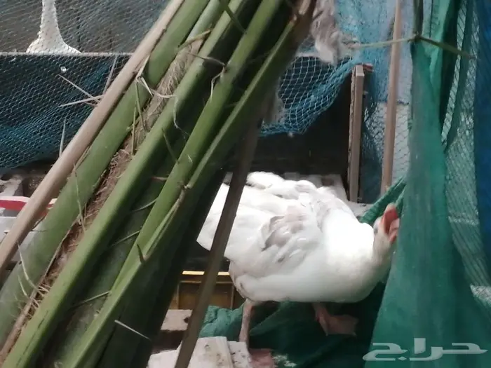 وز مفتل سيباستبول 37