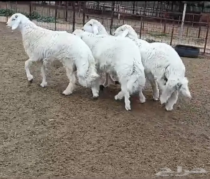 ذبايح جزلة في البدايع 1