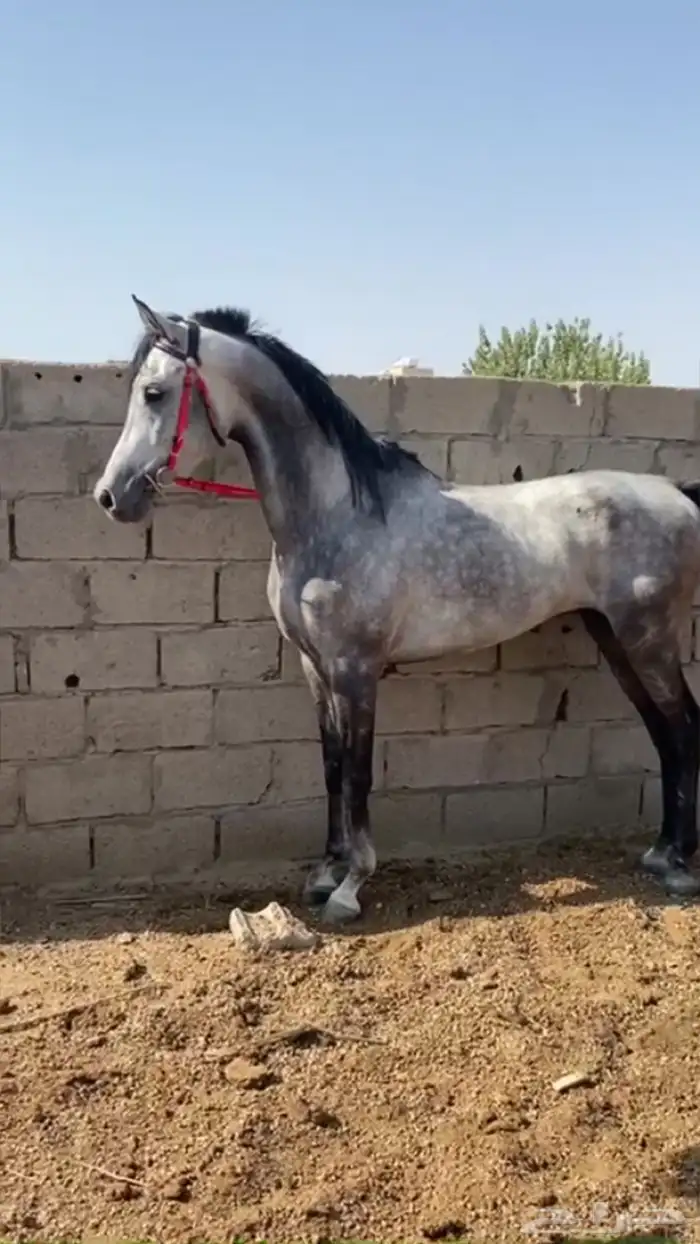 حصان شعبي كفوو 2