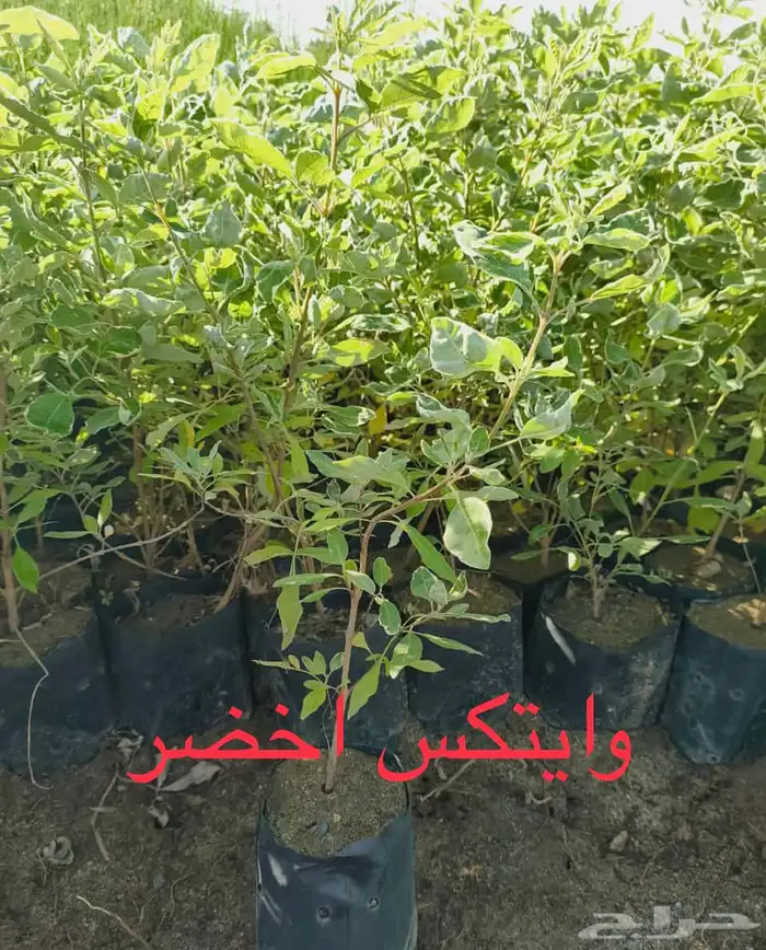 شتلات منوعه بأرخص الاسعار وأجود المواصفات (2-5-8-15-25) 6