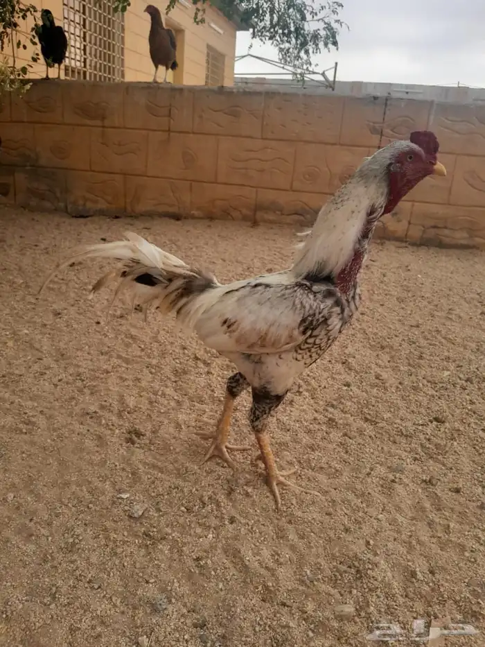 ديك سندي 7