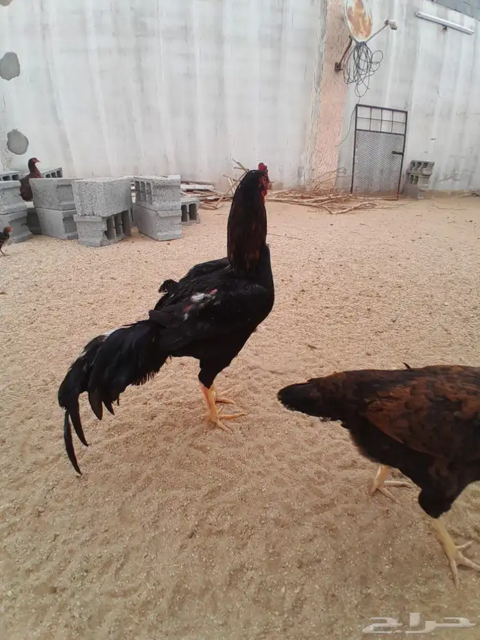 ديك سندي 8