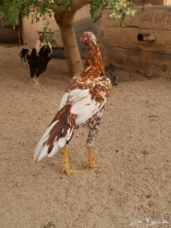 ديك سندي 1