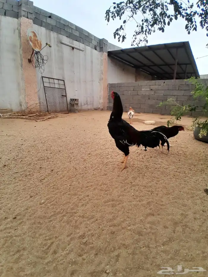 ديك سندي 9
