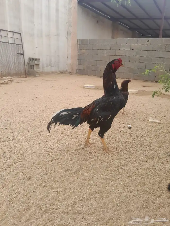 ديك سندي 3