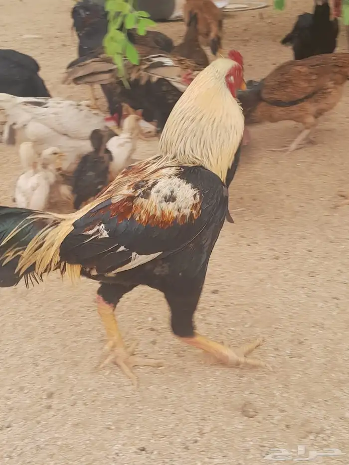 ديك سندي 0