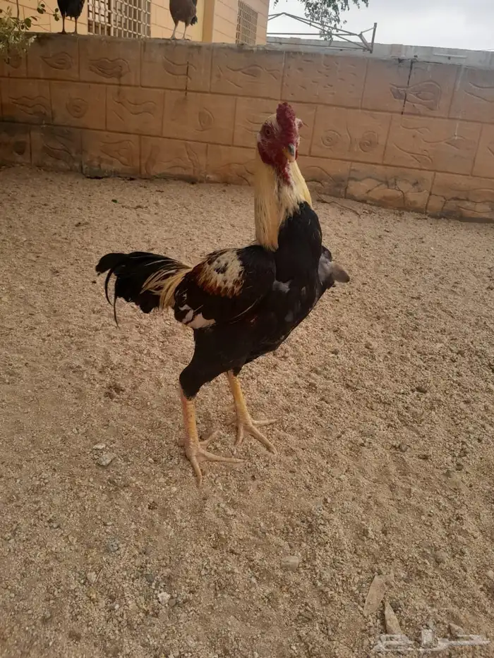 ديك سندي 6