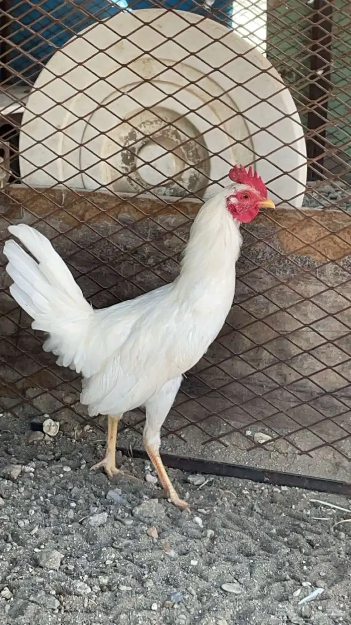 ديكه بلدي اصيل 0