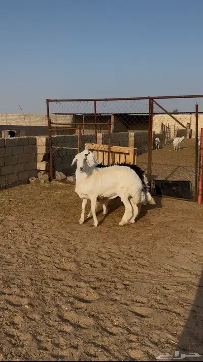 خروفين مناسبات جبرة فل شحم 0