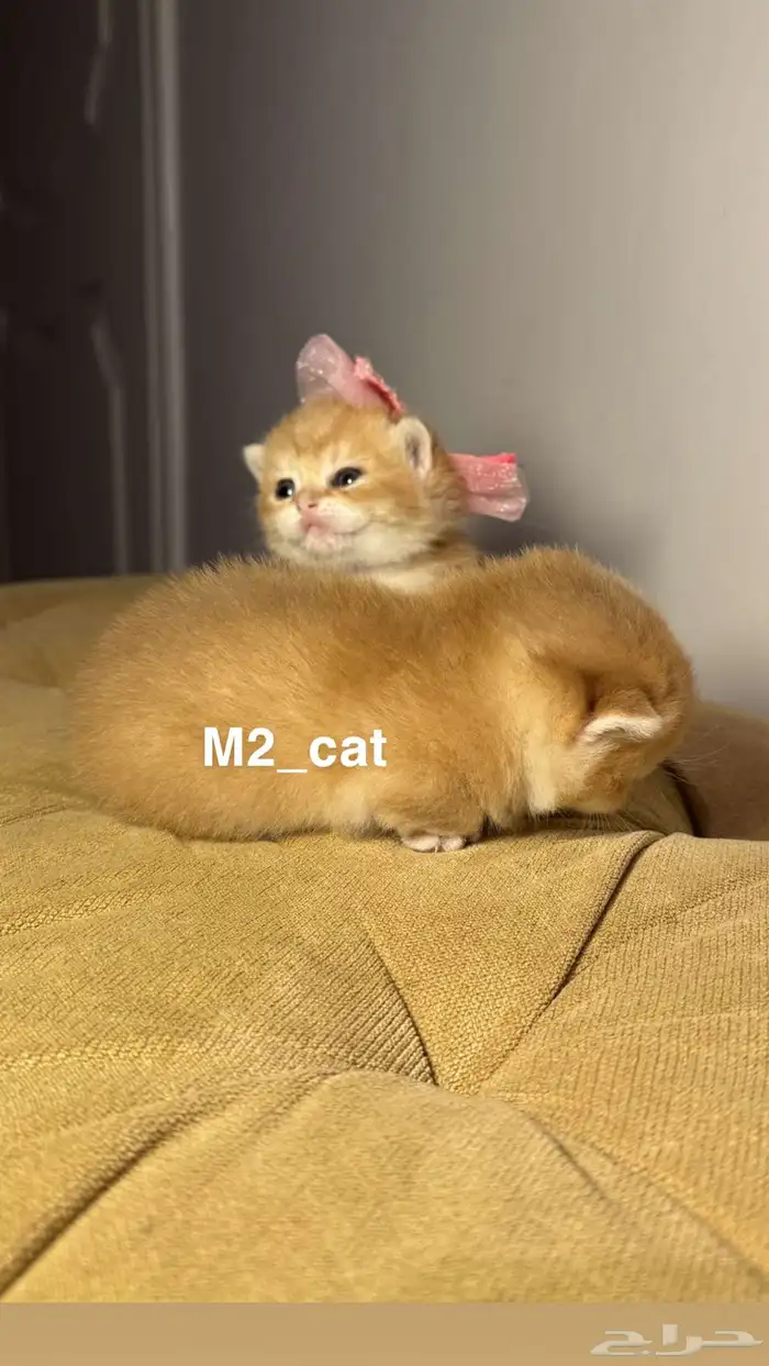 قطط سكوتش 0