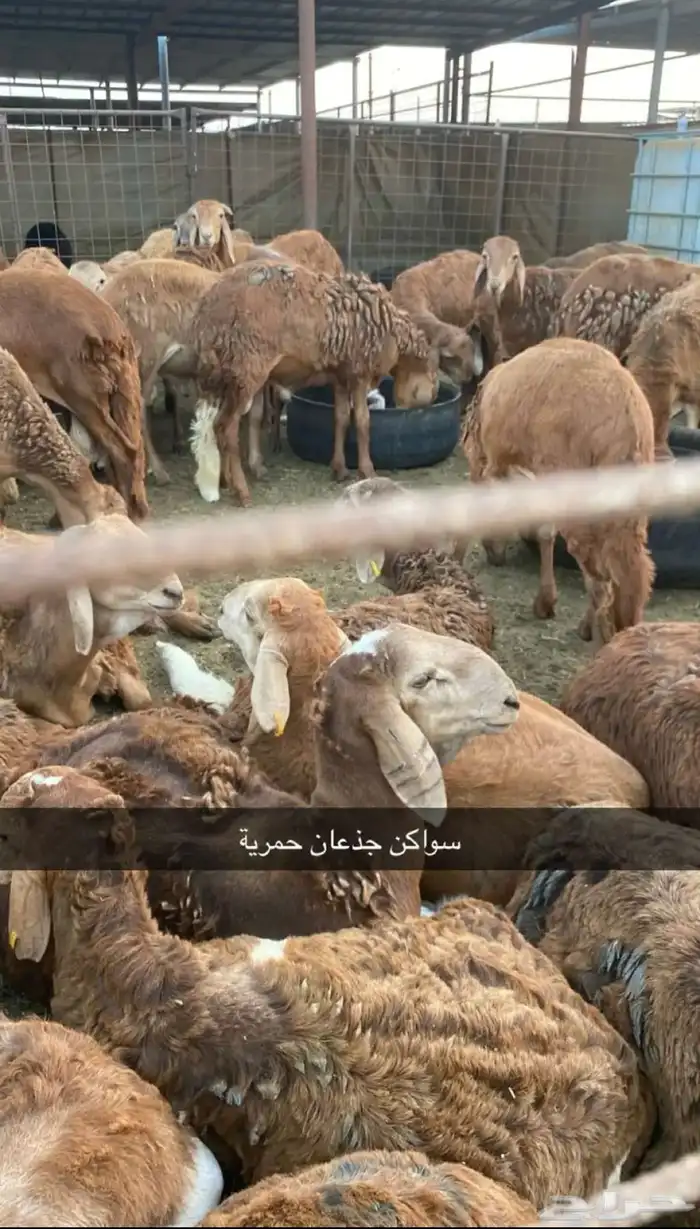 سواكن جذعان وثنيان حمرية 2
