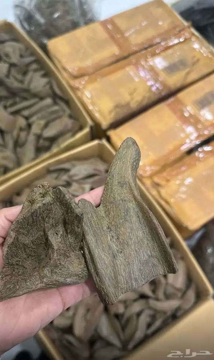 عود مروكي الشيوخ 0
