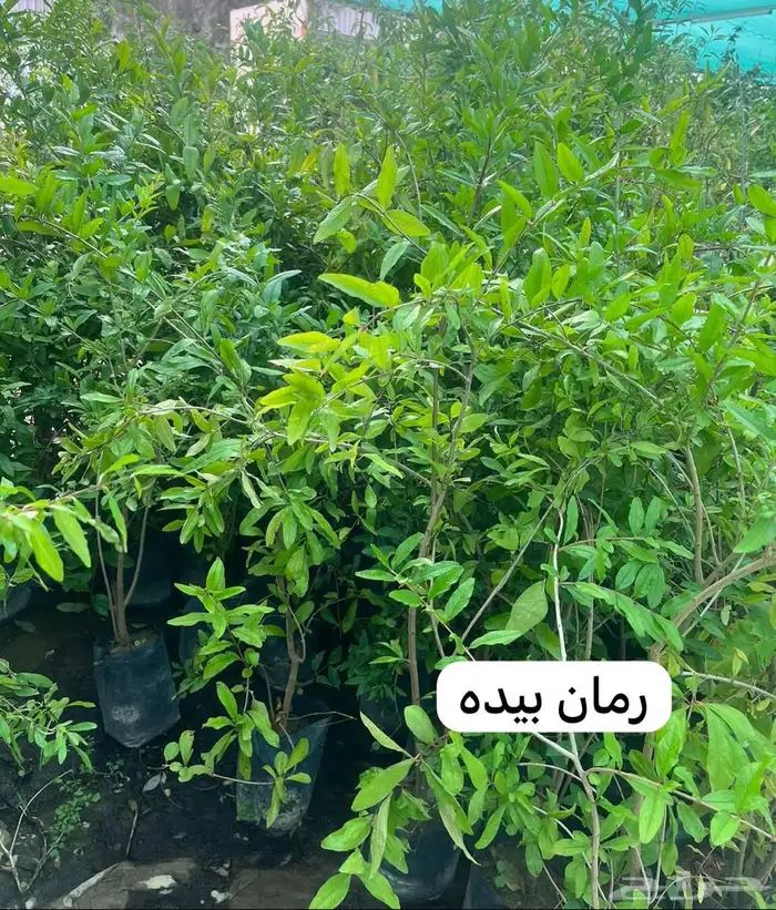 اشجار مثمره وزينه وعطريات ومتسلقات وغيرها 6