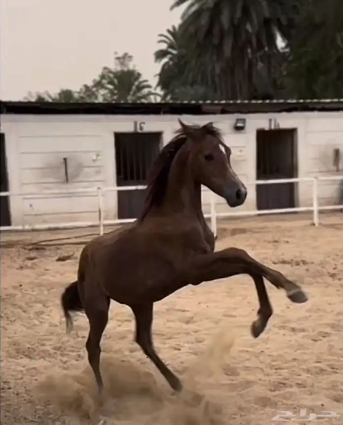 مهر شعبي حار 0