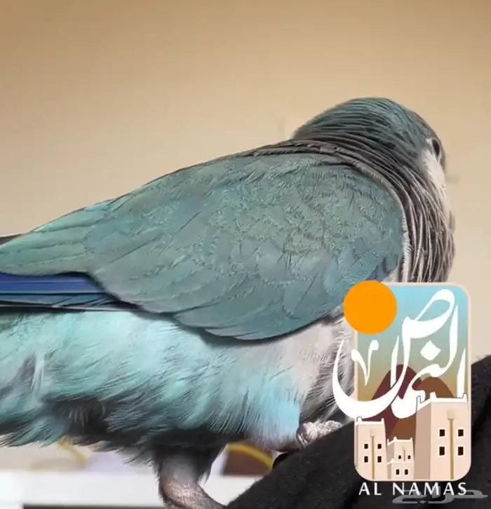 ببغاء كويكر اليف هدد 3