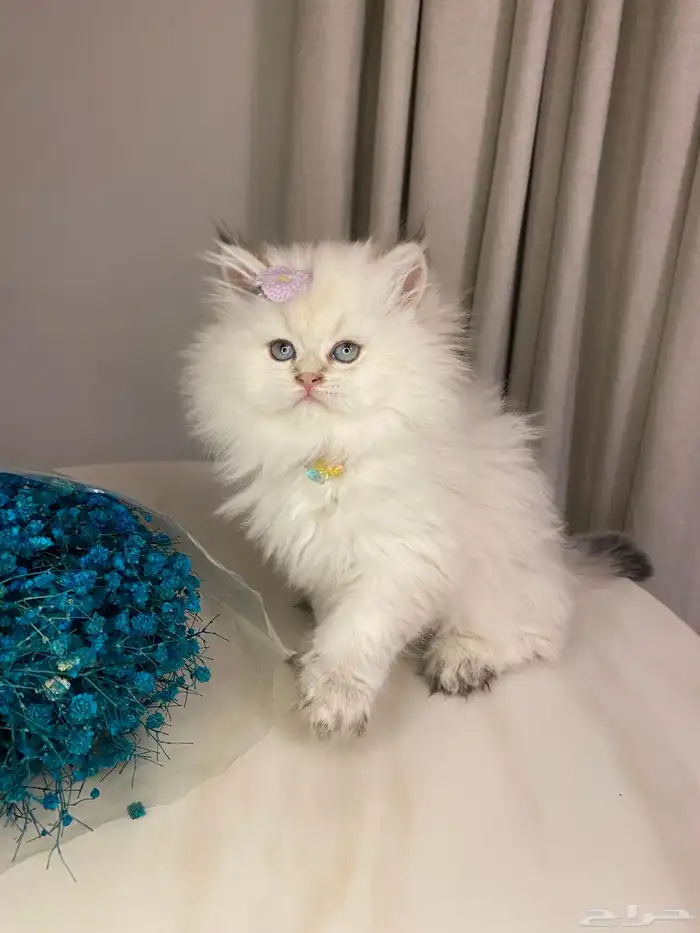 قطط سكوتش للبيع 8