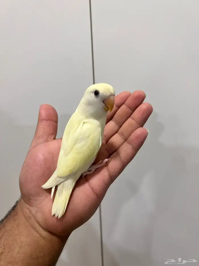 روز أليف جدا جدا مناسب للاطفال هدد نشبه صحه و نظافه 9
