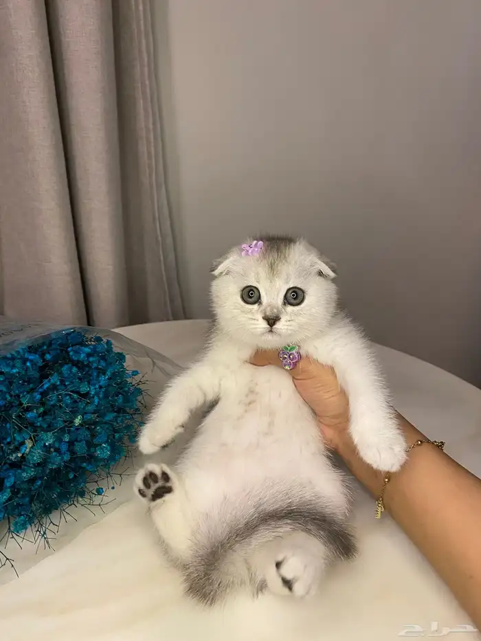 قطط سكوتش للبيع 4
