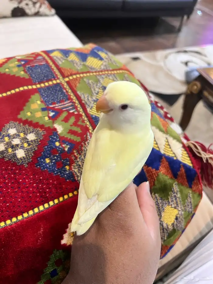 روز أليف جدا جدا مناسب للاطفال هدد نشبه صحه و نظافه 7