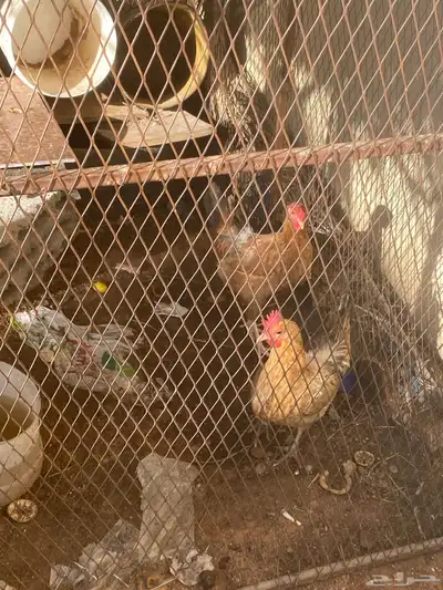 دجاج 7
