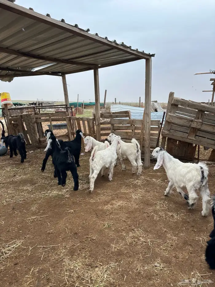 جفرات عوارض طيبه 3