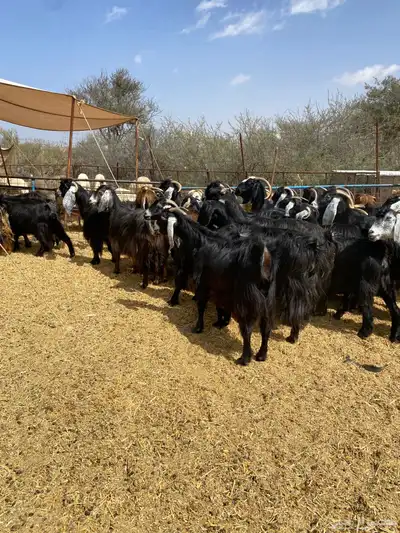 معزا عوارض طيبه 0
