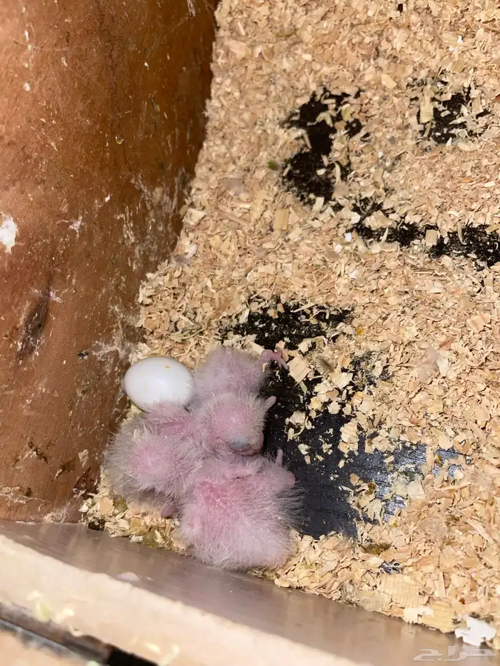 جوز سنغالي بفروخه ( تم البيع ) 1