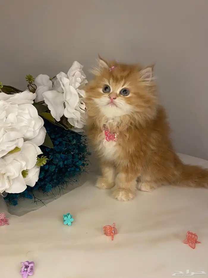 قطط سكوتش للبيع 2