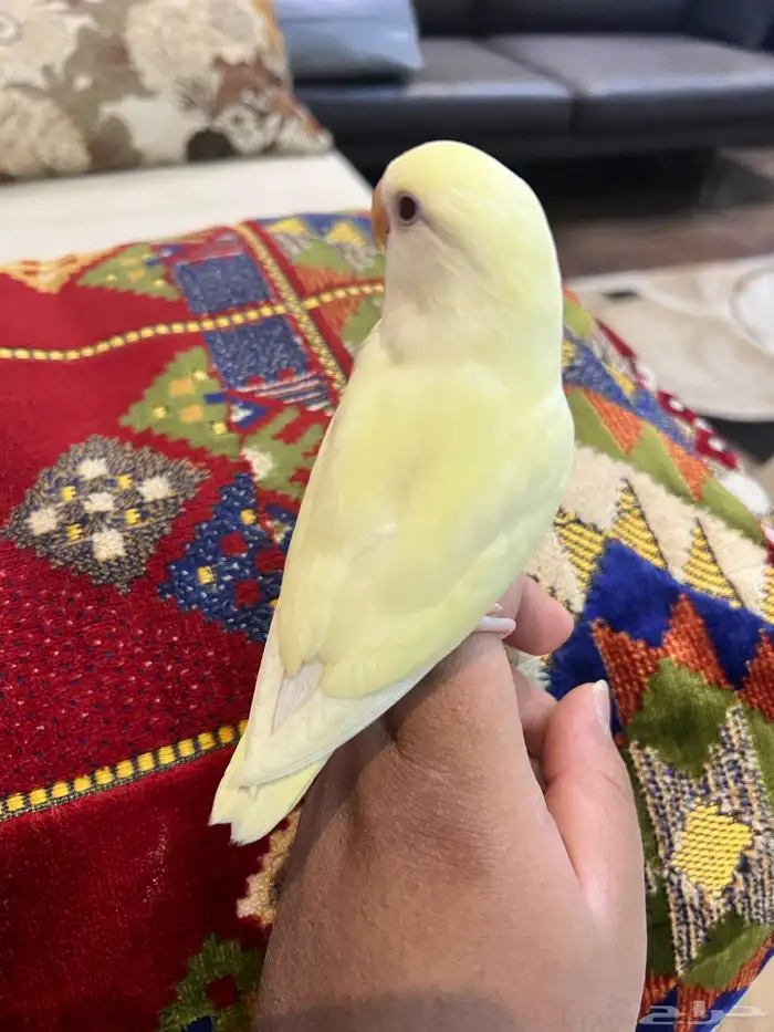 روز أليف جدا جدا مناسب للاطفال هدد نشبه صحه و نظافه 1