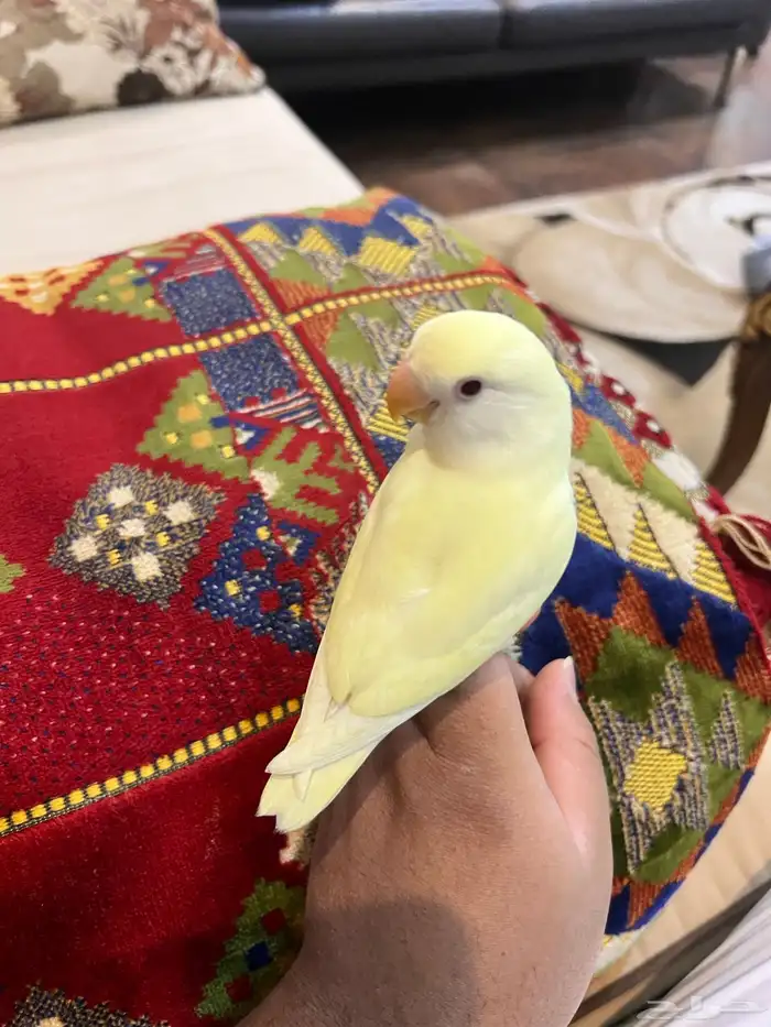 روز أليف جدا جدا مناسب للاطفال هدد نشبه صحه و نظافه 0