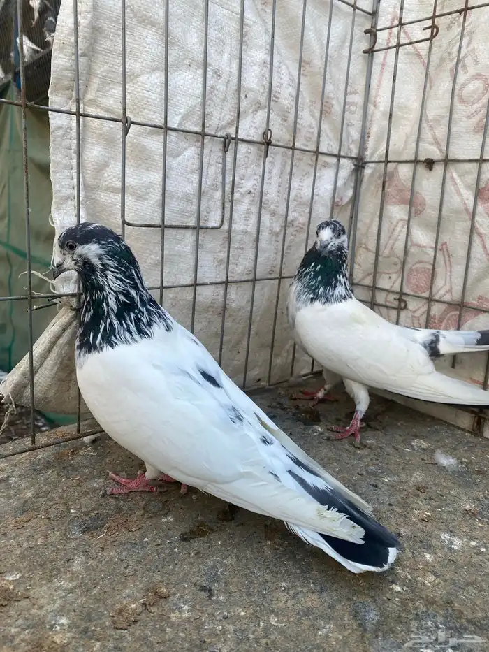 جوز علي ولا صافي مشروط انتاج من بعد الله 3