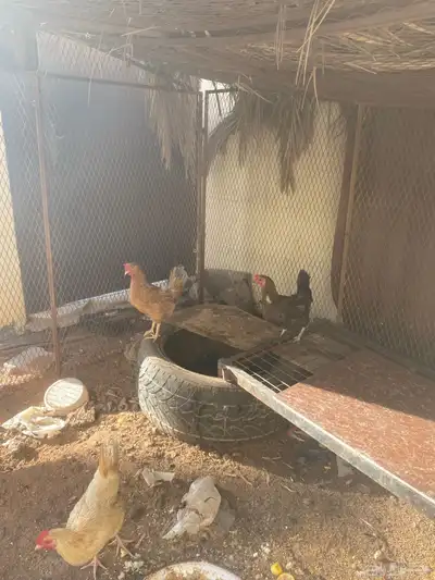 دجاج 0