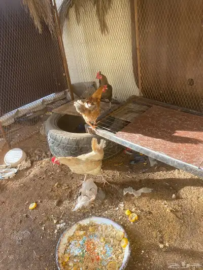 دجاج 2