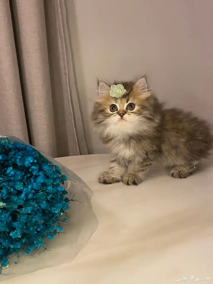 قطط سكوتش للبيع 1