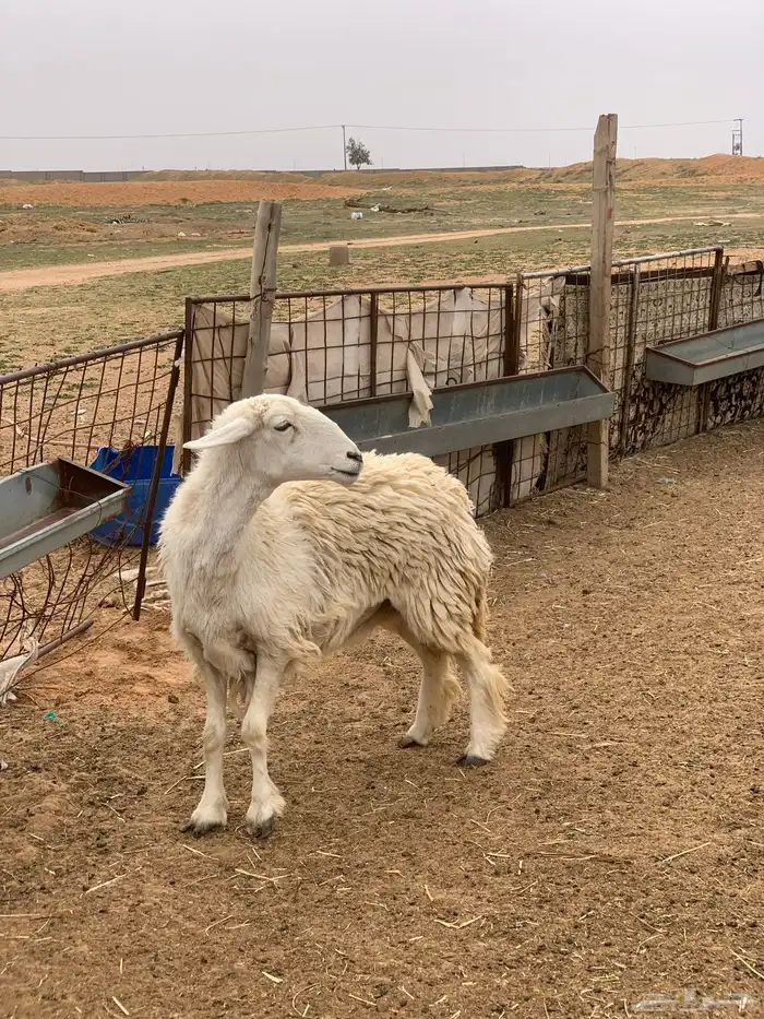 شاه حريه تم البيع 2