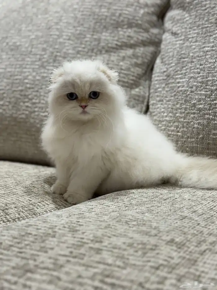 للبيع ذكر وانثى سكوتش استريت مسجلين 5