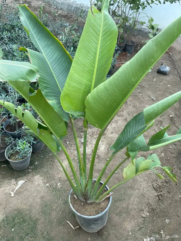 اشجار مثمره وزينه وعطريات ومتسلقات وغيرها 5