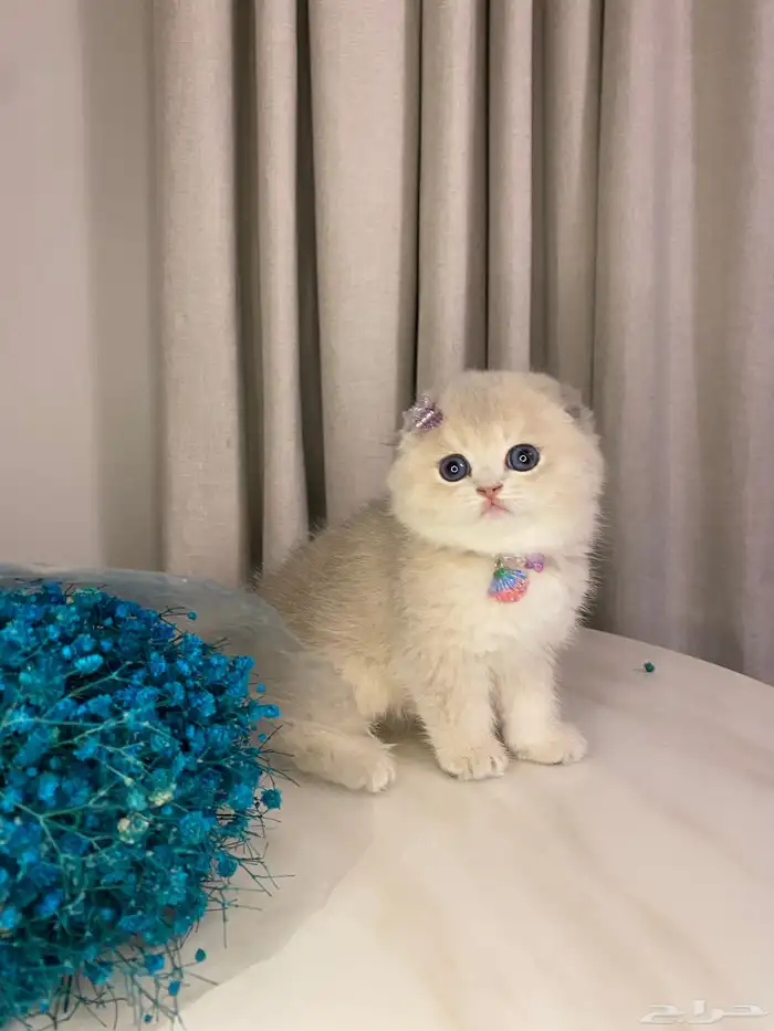 قطط سكوتش للبيع 6